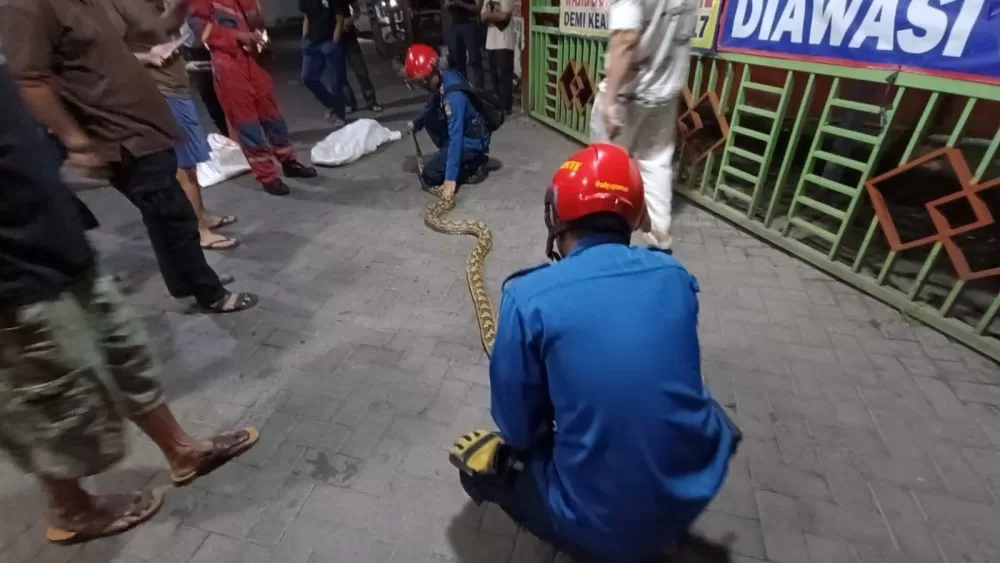 Petugas Disdamkarmat saat mengevakuasi seekor ular.