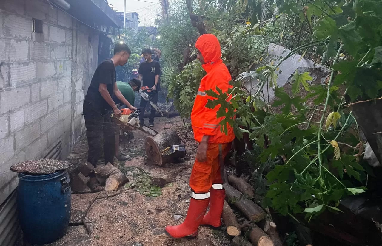 Saat petugas melakukan evakuasi pohon tumbang. (hms)