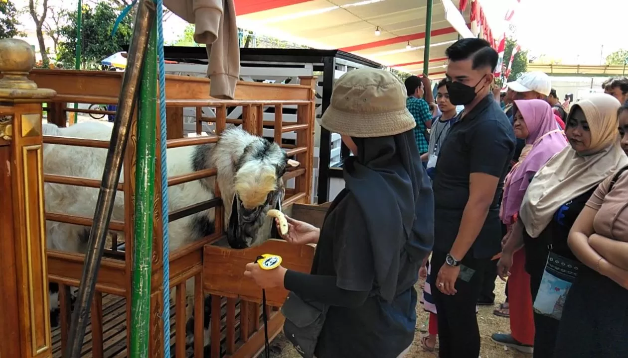 Novia Fitri seorang peternak milenial asal Desa Sekarmojo memberikan makan kaming miliknya (BM)