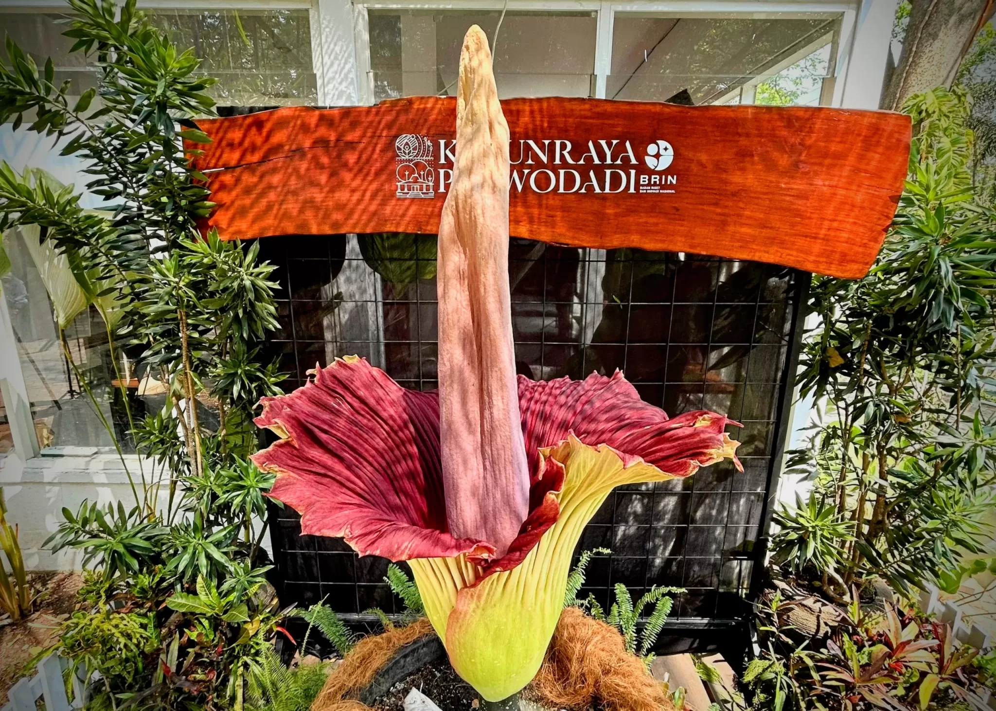 Bunga Bangkai Raksasa di Kebun Raya Purwodadi, Mekar Sempurna. (BM)