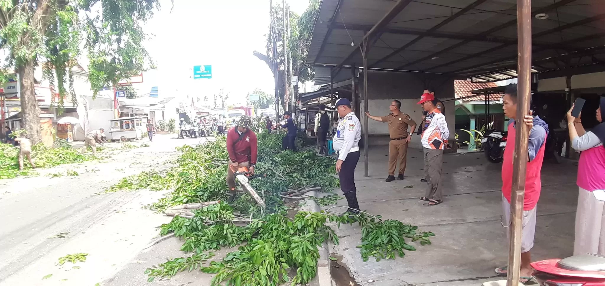 Patut Diapresiasi, pemotongan pohon rindang yang rawan roboh di Kecamatan Bantargebang ini, berlangsung lancara berkat kerjasama berbagai pihak. (Bung Suryo)