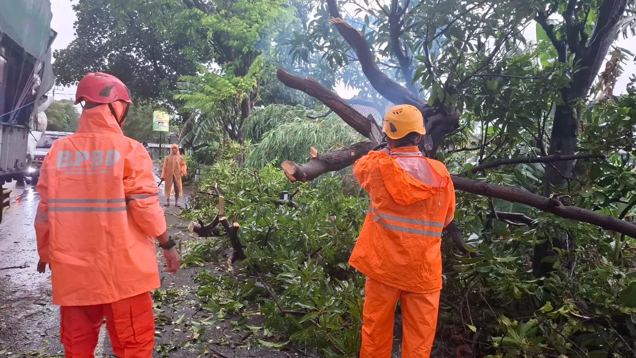Petugas BPBD saat membersihkan material pohon tumbang (BM)