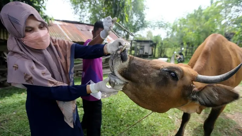 31 Ekor Ternak Sapi di Kabupaten Madiun Jawa Timur, Dilaporkan terjangkit birus PMK. (Ist)