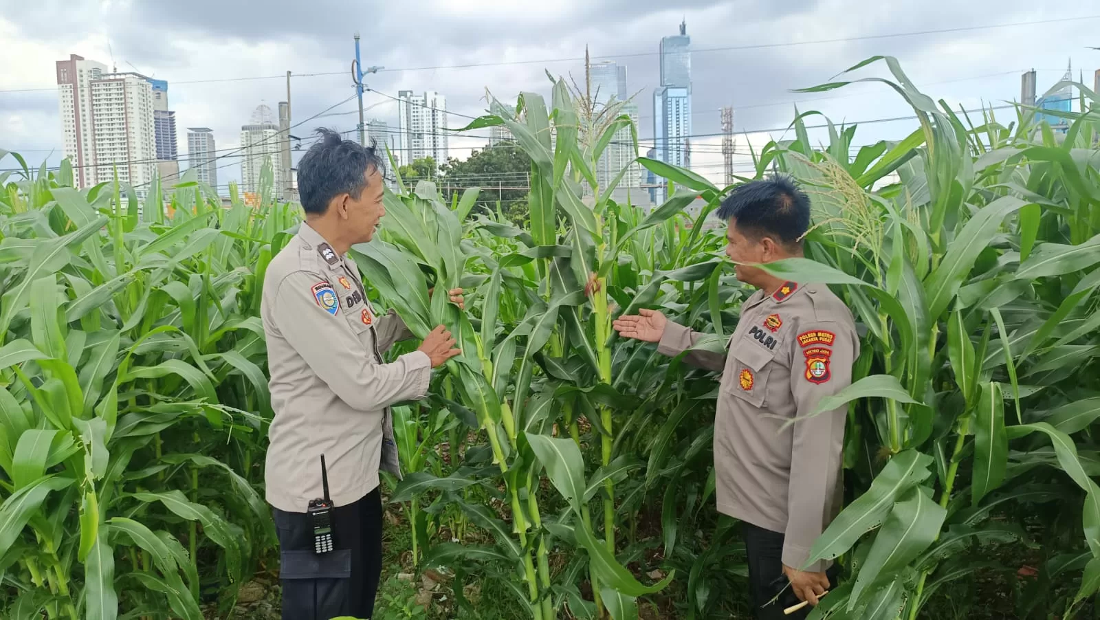 Kebun Jagung di Tengah Ibu Kota Jakarta Pusat tumbuh menghijau dan subur. (Hms)