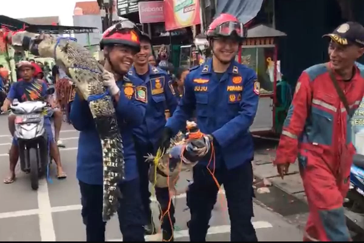 Tim Damkar saat mengevakuasi 2 buaya peliharaan. (Ist)