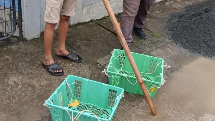 Batang Pikulan yang digunakan pelaku saat menyamar jadi pedagang buah