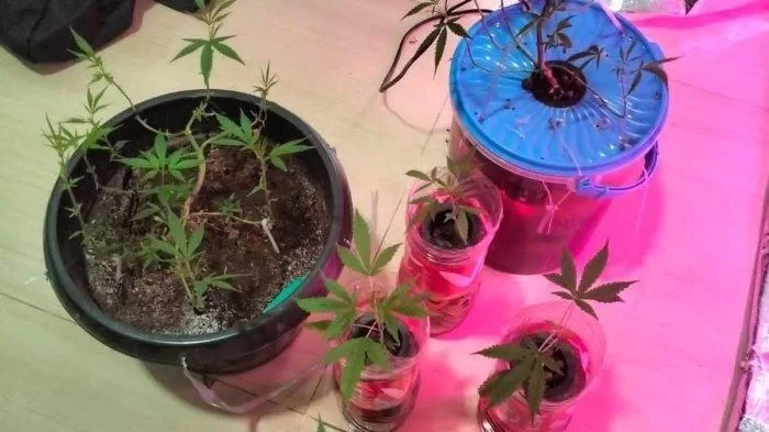 ganja