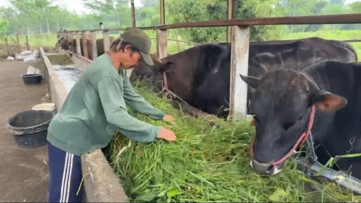 Karyawan Herza Farm Pasuruan saat memberikan pakan ternak
