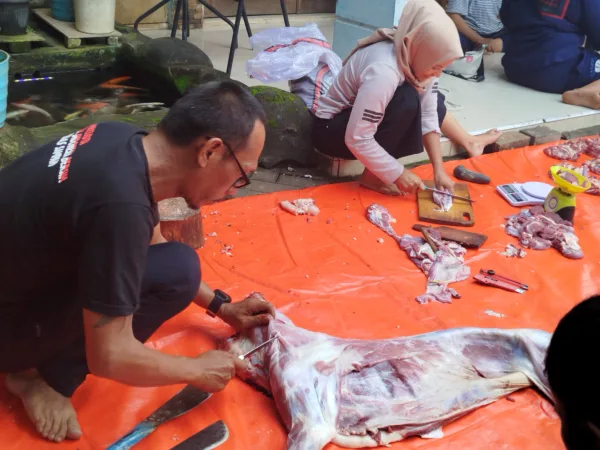 Pemotongan Hewan Qurban