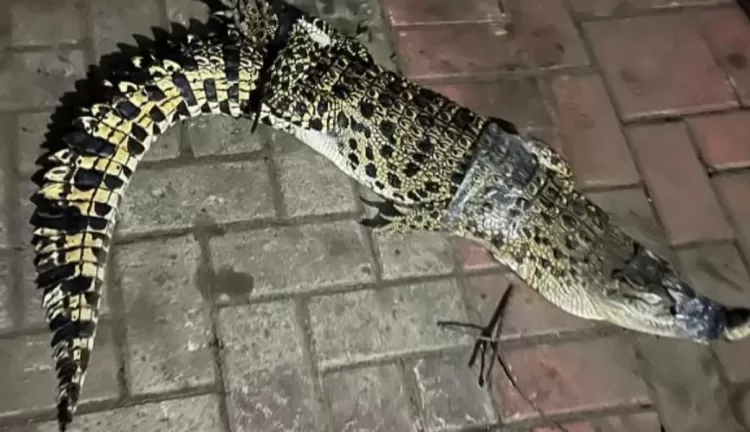 Lagi Enak Begadang, Warga Cibinong Digegerkan Kemunculan Buaya di Saluran Irigasi