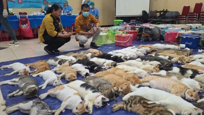 Kendalikan Populasi Kucing Liar, Sudin KPKP Jakarta Timur Sterilkan 200 Ekor Kucing Jantan