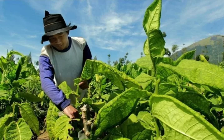 Gudang Garam Hentikan Pembelian Tembakau di Jawa Tengah, Petani Tak Terpengaruh
