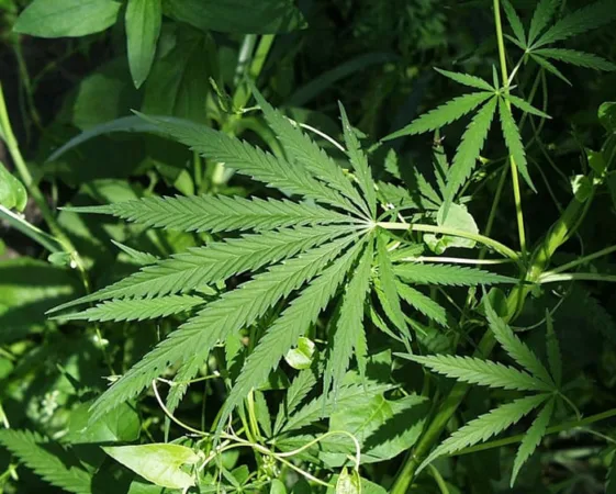 Polisi Temukan 15 Kilogram Ganja Senilai Rp 90 Juta di Bekasi