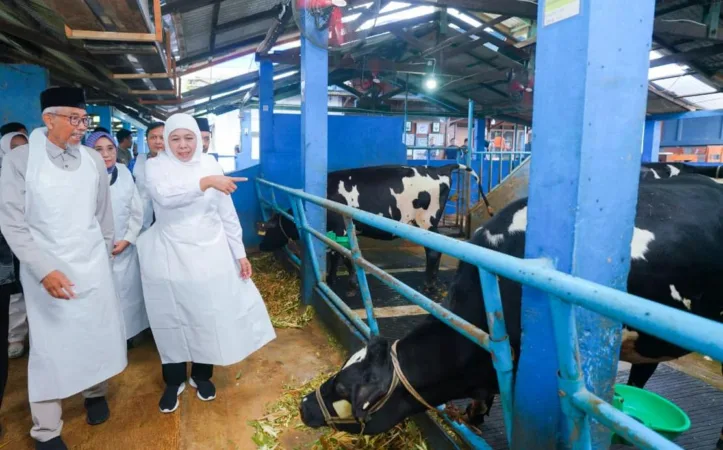 Gubernur Jawa Timur Khofifah Indar Parawansa meninjau langsung Koperasi Peternakan Sapi Perah (KPSP) Setia Kawan Nongkojajar di Kecamatan Tutur, Kabupaten Pasuruan, Selasa (28/10).