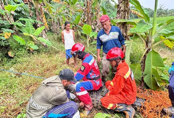 Dinas Pemadam Kebakaran dan Penyelamatan (Disdamkarmat) Kota Bekasi berhasil mengevakuasi seekor buaya dari permukiman warga di Kampung Cikiwul, RT 001 RW 004, Kelurahan Cikiwul, Kecamatan Bantargebang, pada Senin (22/12/2025).
