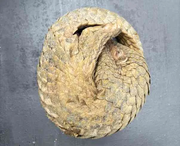 Kemenhut Gagalkan Perdagangan Satwa Dilindungi di Magelang, Dua Pelaku Diamankan 2 Kemenhut Gagalkan Perdagangan Satwa Dilindungi di Magelang, Dua Pelaku Diamankan