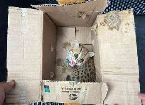 Kemenhut Gagalkan Perdagangan Satwa Dilindungi di Magelang, Dua Pelaku Diamankan