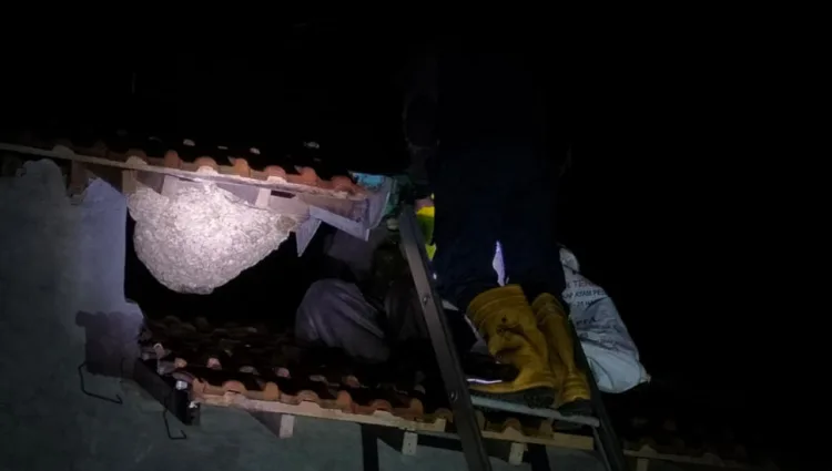 Damkar Pasuruan Singkirkan Sarang Tawon Vespa Berdiameter 50 Centimeter di Atap Rumah