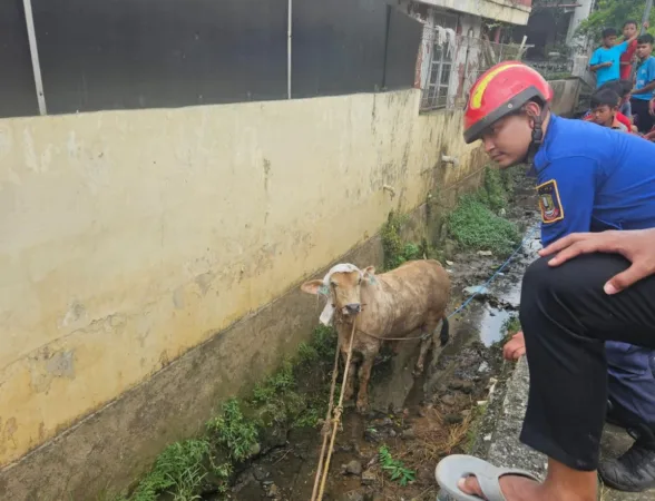 Seekor sapi terperosok ke dalam parit di kawasan Komplek Dosen IKIP Blok III No.21 RT 003 RW 002, Kelurahan Jatikramat, Kecamatan Jatiasih, Kota Bekasi, Selasa (26/5/2026).