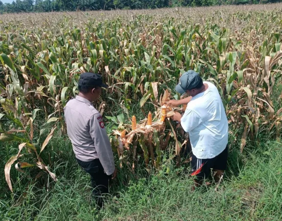 Polisi saat cek tanaman jagung di area sawah (hms)