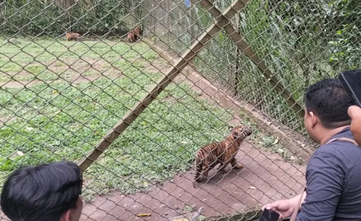Empat anak harimau Sumatra di TSI Prigen Pasuruan (BM)