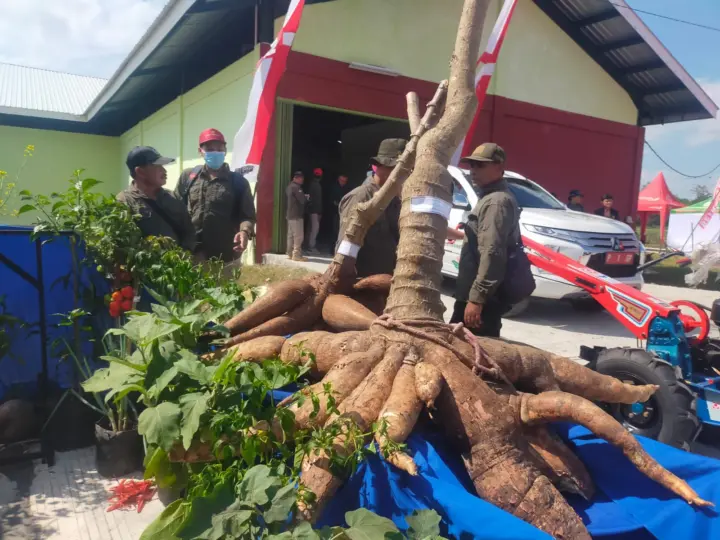 Sejarah Tentang Singkong Mukibat, Dari Siasat Petani Kediri Melawan Pencuri 1 Sejarah Tentang Singkong Mukibat, Dari Siasat Petani Kediri Melawan Pencuri